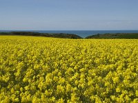 F, Seine-Maritime, Etretat, la Place 3, Saxifraga-Willem van Kruijsbergen