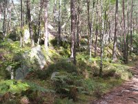 F, Seine-et-Marne, Barbizon, Foret de Fontainebleau 10, Saxifraga-Jan C van der Straaten