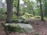 F, Seine-et-Marne, Barbizon, Foret de Fontainebleau 2, Saxifraga-Jan C. van der Straaten