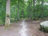 F, Seine-et-Marne, Barbizon, Foret de Fontainebleau 3, Saxifraga-Jan C van der Straaten