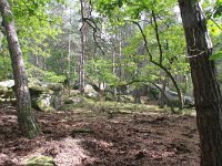 F, Seine-et-Marne, Barbizon, Foret de Fontainebleau 5, Saxifraga-Jan C van der Straaten