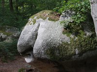 F, Seine-et-Marne, Barbizon, Foret de Fontainebleau 8, Saxifraga-Jan C van der Straaten