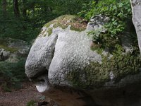 F, Seine-et-Marne, Barbizon, Foret de Fontainebleau 8, Saxifraga-Jan C. van der Straaten