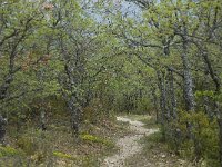 F, Vaucluse, Monieux, les Nouradas 2, Saxifraga-Willem van Kruijsbergen