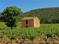 F, Vaucluse, Saint Saturnin-les-Apt 2, Saxifraga-Hans Dekker