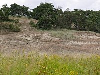 D, Mecklenburg-Vorpommern, Domitz, Binnendünen near Klein Schmolen 3, Saxifraga-Tom Heijnen