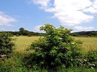 D, Niedersachsen, Hagen am Teutoburgerwald, Silberberg 2, Saxifraga-Hans Dekker