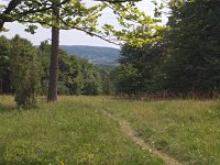 D, Niedersachsen, Hagen am Teutoburgerwald, Silberberg 5, Saxifraga-Hans Dekker