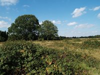 D, Niedersachsen, Haseluenne, Haseluenner Kuhweide 12, Saxifraga-Hans Dekker