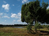 D, Niedersachsen, Haseluenne, Haseluenner Kuhweide 16, Saxifraga-Hans Dekker