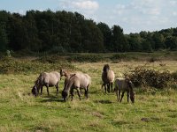 D, Niedersachsen, Haseluenne, Haseluenner Kuhweide 2, Saxifraga-Hans Dekker