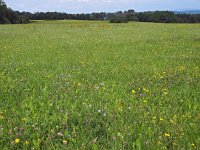 D, Niedersachsen, Heinsen 5, Saxifraga-Hans Dekker