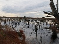 D, Niedersachsen, Hemsloh, Rehdener Geestmoor 3, Saxifraga-Jan Nijendijk