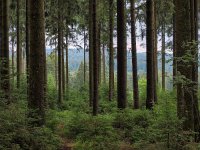 D, Niedersachsen, Holzminden, Silberborn 4, Saxifraga-Hans Dekker