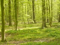 D, Niedersachsen, Samern, Samerrott 2, Saxifraga-Hans Grotenhuis