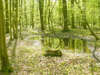 D, Niedersachsen, Samern, Samerrott 4, Saxifraga-Hans Grotenhuis