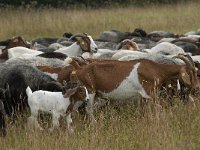 D, Niedersachsen, Schneverdingen, Pietzmoor 20, Saxifraga-Jan van der Straaten