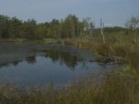 D, Niedersachsen, Schneverdingen, Pietzmoor 6, Saxifraga-Marijke Verhagen