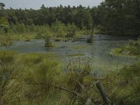 D, Niedersachsen, Schneverdingen, Pietzmoor 9, Saxifraga-Marijke Verhagen