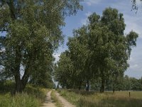 D, Niedersachsen, Schneverdingen, Wolfsberg 1, Saxifraga-Jan van der Straaten