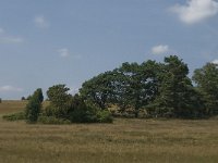 D, Niedersachsen, Schneverdingen, Wolfsberg 12, Saxifraga-Jan van der Straaten