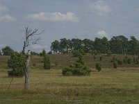 D, Niedersachsen, Schneverdingen, Wolfsberg 15, Saxifraga-Jan van der Straaten