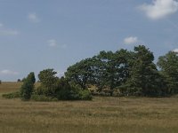 D, Niedersachsen, Schneverdingen, Wulfsberg 12, Saxifraga-Jan van der Straaten