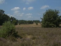 D, Niedersachsen, Schneverdingen, Wulfsberg 8, Saxifraga-Marijke Verhagen