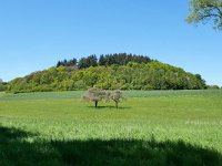 D, Rheinland-Pfalz, Bettenfeld, Mosenberg 3, Saxifraga-Tom Heijnen