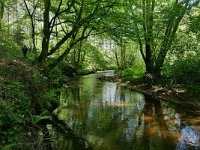 D, Rheinland-Pfalz, Daun, Eisenschmitt, Salm near Kloster Himmerod 4, Saxifraga-Tom Heijnen