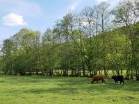 D, Rheinland-Pfalz, Daun, Eisenschmitt, Salm near Kloster Himmerod 5, Saxifraga-Tom Heijnen