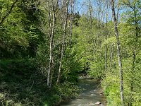 D, Rheinland-Pfalz, Manderscheid, Lieserpfad 4, Saxifraga-Tom Heijnen