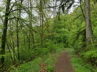 D, Rheinland-Pfalz, Manderscheid, Meerfelder Maar 1, Saxifraga-Tom Heijnen