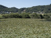 D, Rheinland-Pfalz, Meerfeld, Meerfelder Maar 1, Saxifraga-Willem van Kruijsbergen