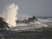 D, Schleswig-Holstein, Helgoland 18, Saxifraga-Bart Vastenhouw