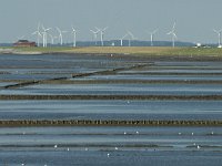 D, Schleswig-Holstein, Nordstrand, Norden 2, Saxifraga-Jan van der Straaten