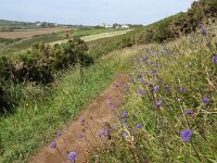 GB, Cornwall, Marazion, SW Coastpath, Michaels Mount 6, Saxifraga-Foto Fitis-Sytske Dijksen