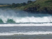 GB, Cornwall, Padstow 20, Saxifraga-Foto Fitis- Sytske Dijksen