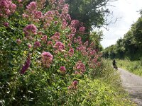 GB, Cornwall, Padstow 4, Saxifraga-Foto Fitis-Sytske Dijksen