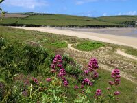 GB, Cornwall, Padstow, SW Coastpath 1, Saxifraga-Foto Fitis-Sytske Dijksen