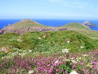 GB, Cornwall, Padstow, SW Coastpath, Doyden Point 1, Saxifraga-Foto Fitis-Sytske Dijksen
