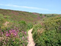 GB, Cornwall, Padstow, SW Coastpath, Doyden Point 7, Saxifraga-Foto Fitis-Sytske Dijksen