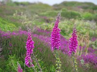 GB, Cornwall, Penwith 9, Foto Fitis-Sytske Dijksen