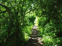 GB, Cornwall, Penzance, SW Coastpath, Lamorna-Porthcurno 2, Saxifraga-Foto Fitis-Sytske Dijksen