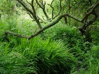 GB, Cornwall, Penzance, SW Coastpath, Sennen Cove-Pendeen 3, Saxifraga-Foto Fitis-Sytske Dijksen