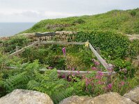 GB, Cornwall, Penzance, SW Coastpath, Sennen Cove-Pendeen 6, Saxifraga-Foto Fitis-Sytske Dijksen