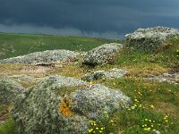 GB, Cornwall, Penzance, SW Coastpath, Sennen Cove-Porthgwarra 1, Saxifraga-Foto Fitis-Sytske Dijksen
