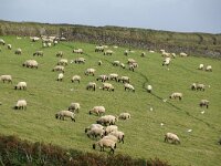 GB, Cornwall, Porthleven 4, Saxifraga-Foto Fitis-Sytske Dijksen