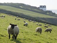GB, Cornwall, Porthleven 5, Saxifraga-Foto Fitis-Sytske Dijksen