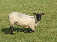 GB, Cornwall, Porthleven 6, Saxifraga-Foto Fitis-Sytske Dijksen